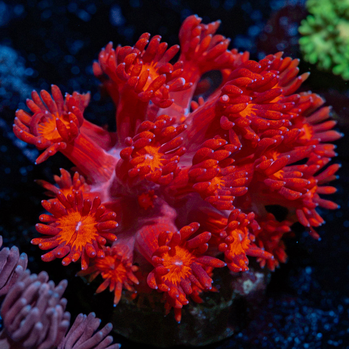 Red Bull Goniopora Coral with flower-like polyps in reef aquarium