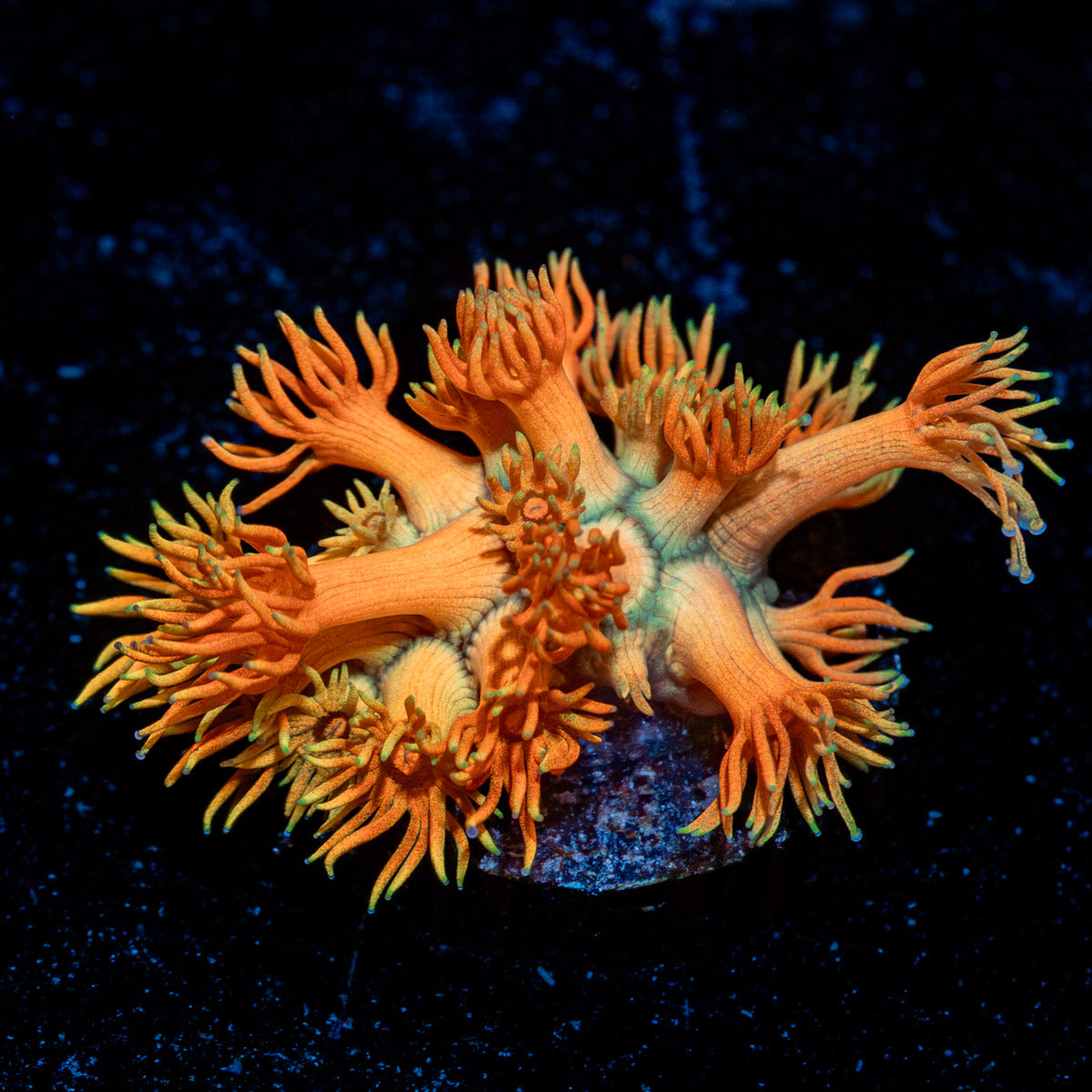 Lola Bunny Goniopora Coral with flower-like polyps in reef aquarium