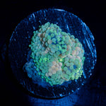 Bi Color Ricordea Mushroom - riptide aquaculture llc
