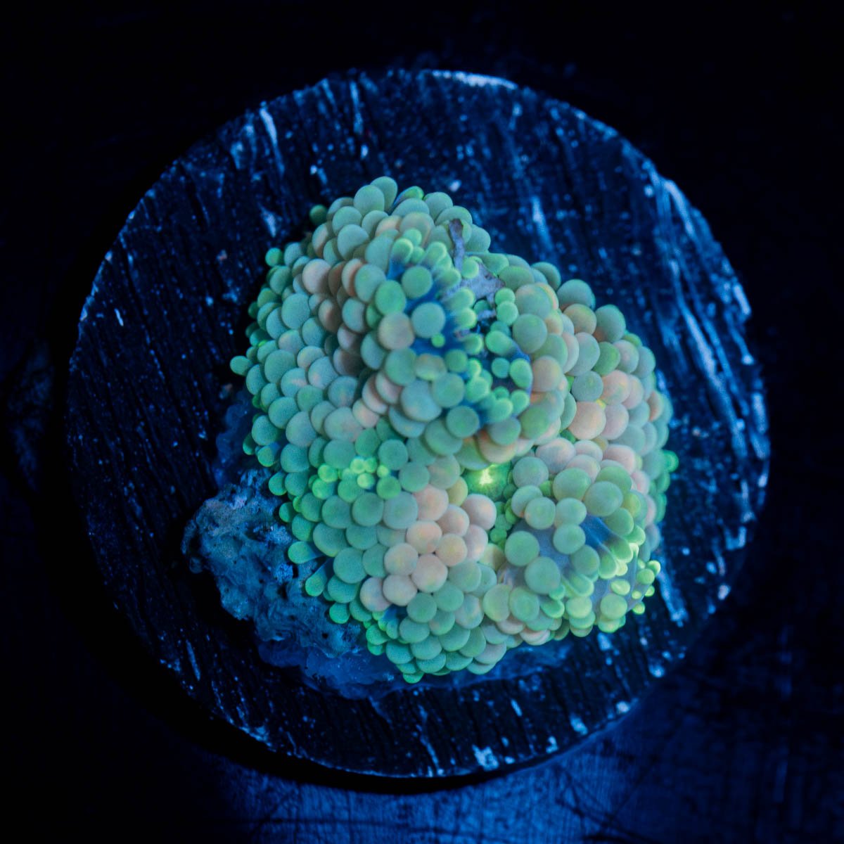 Bi Color Ricordea Mushroom - riptide aquaculture llc
