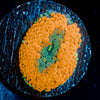 Ultra Orange Ricordea Mushroom - riptide aquaculture llc