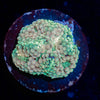 Bi Color Ricordea Mushroom - riptide aquaculture llc