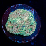 Bi Color Ricordea Mushroom - riptide aquaculture llc