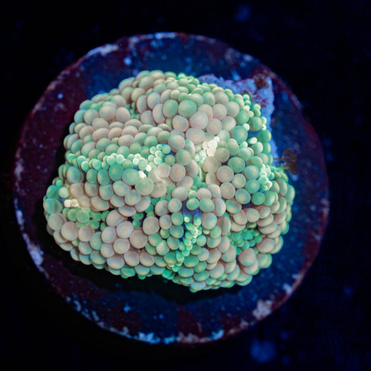 Bi Color Ricordea Mushroom - riptide aquaculture llc