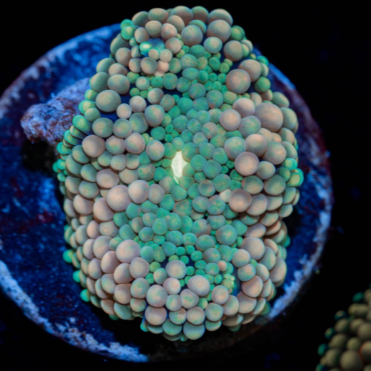 Bi Color Ricordea Mushroom - riptide aquaculture llc