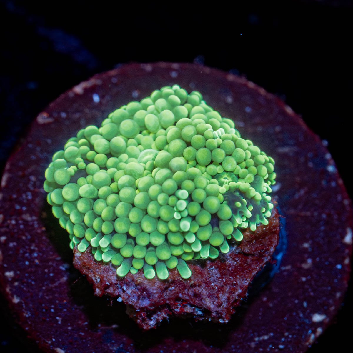 Green Ricordea Mushroom - riptide aquaculture llc