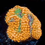 Ultra Orange Ricordea Mushroom - riptide aquaculture llc