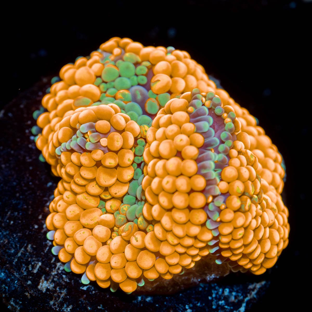 Ultra Orange Ricordea Mushroom - riptide aquaculture llc