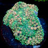 Bi Color Ricordea Mushroom - riptide aquaculture llc