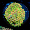 Royal Ricordea Mushroom - riptide aquaculture llc