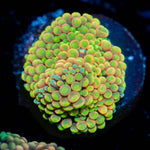 Royal Ricordea Mushroom - riptide aquaculture llc