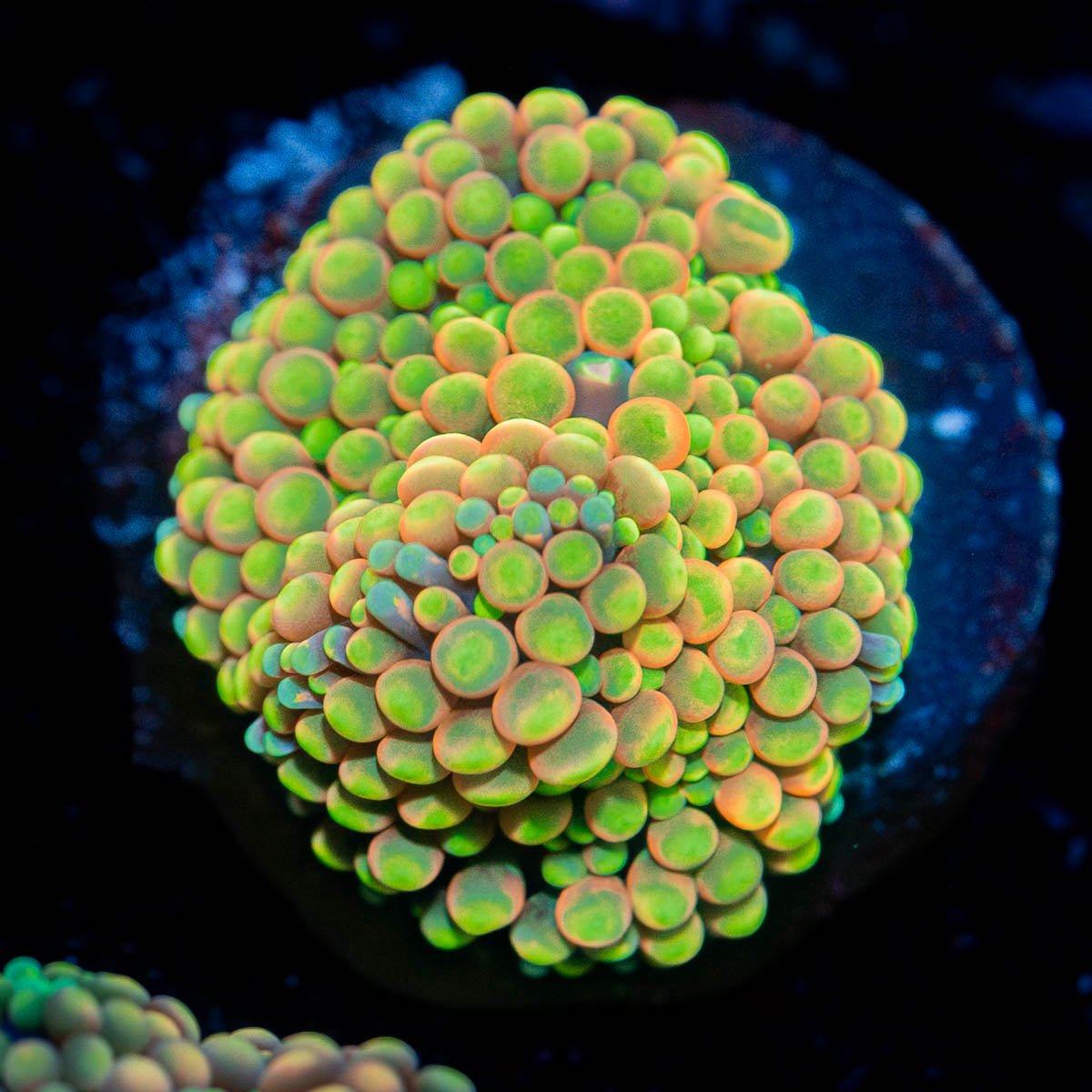 Royal Ricordea Mushroom - riptide aquaculture llc