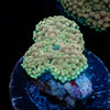 Bi Color Ricordea Mushroom - riptide aquaculture llc