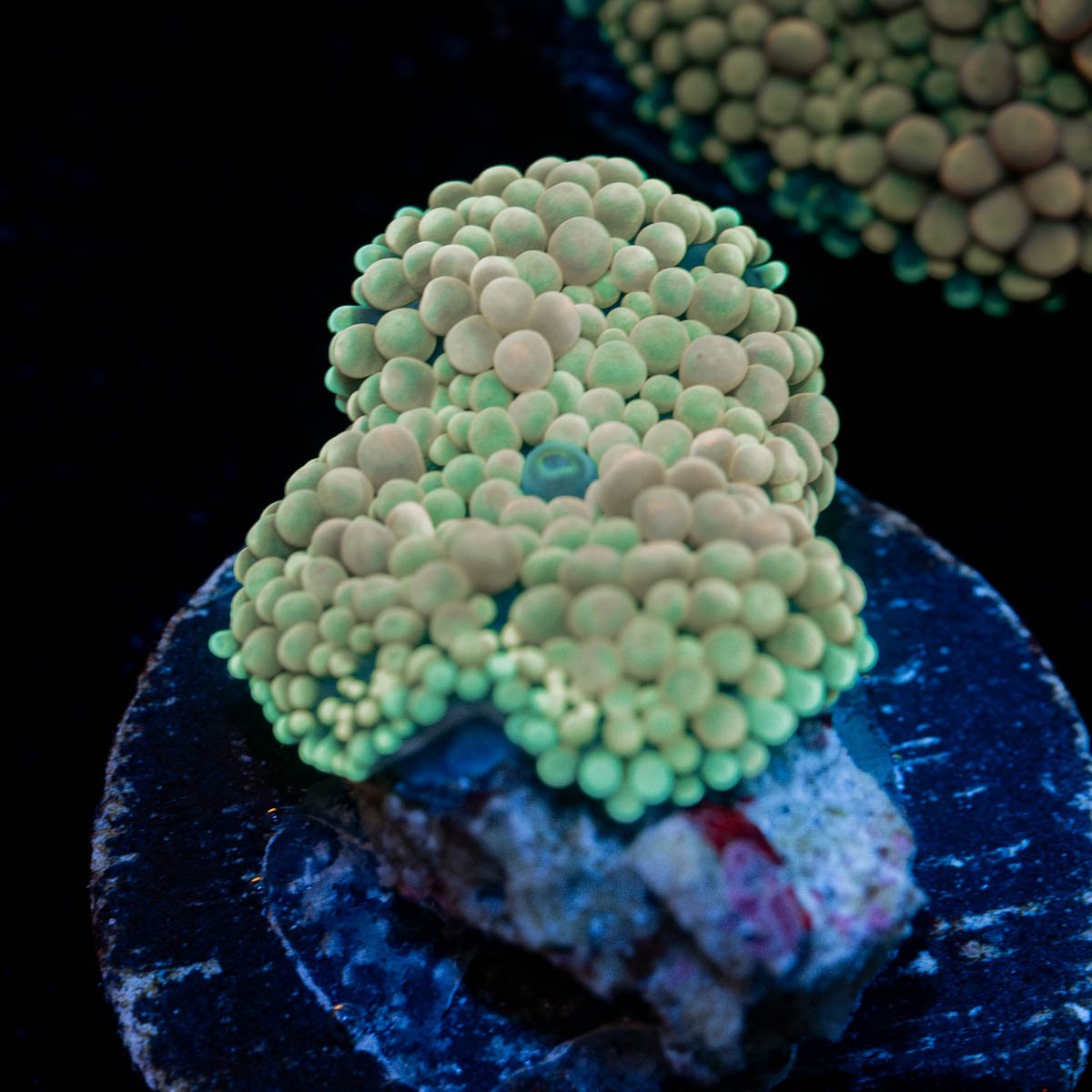 Bi Color Ricordea Mushroom - riptide aquaculture llc