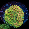 Royal Ricordea Mushroom - riptide aquaculture llc