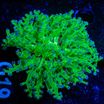 Classic FrogSpawn Euphyllia Coral with branching fleshy heads in reef aquarium