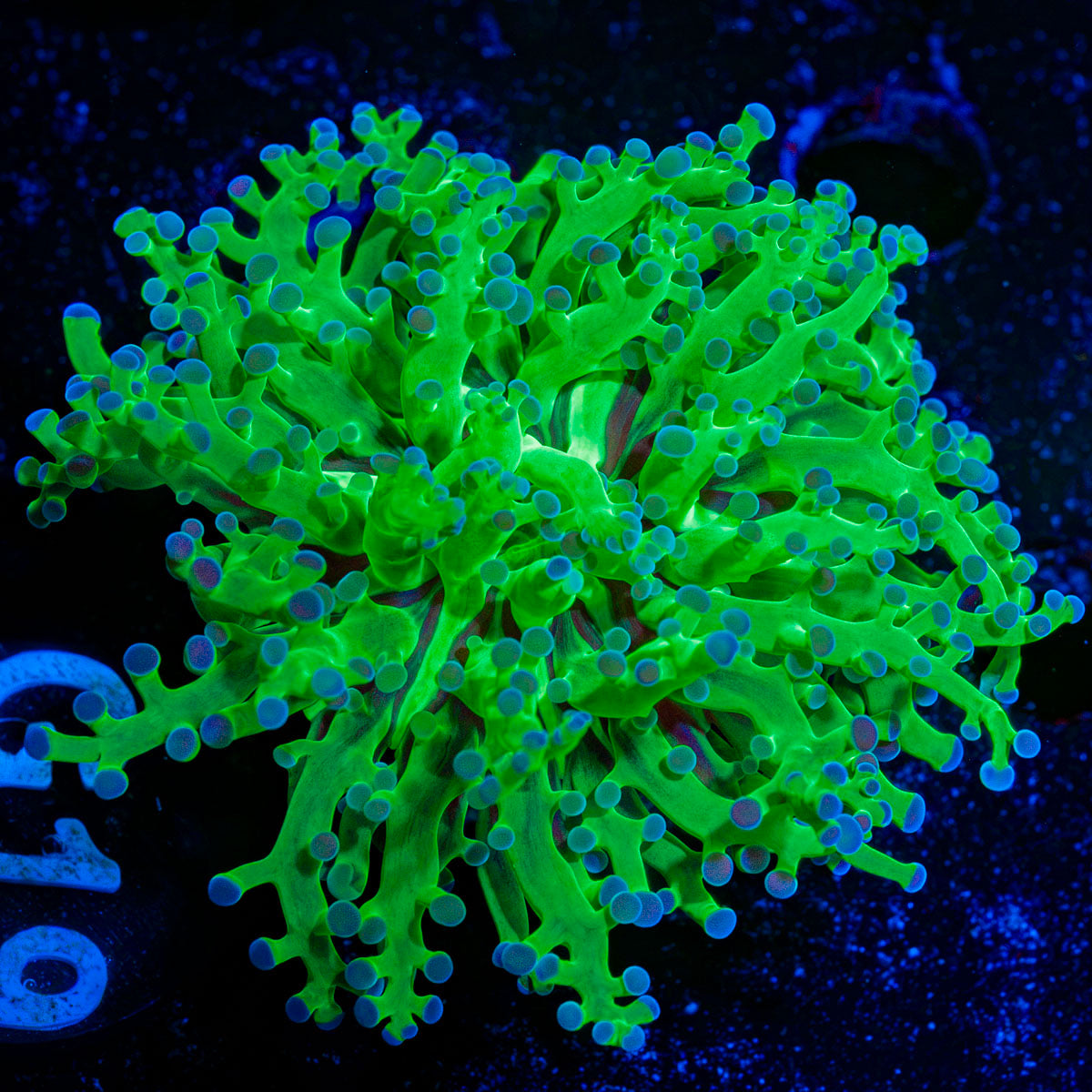Classic FrogSpawn Euphyllia Coral with branching fleshy heads in reef aquarium
