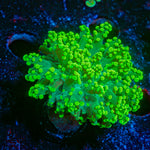 Neon Green FrogSpawn Euphyllia Coral with branching fleshy heads in reef aquarium