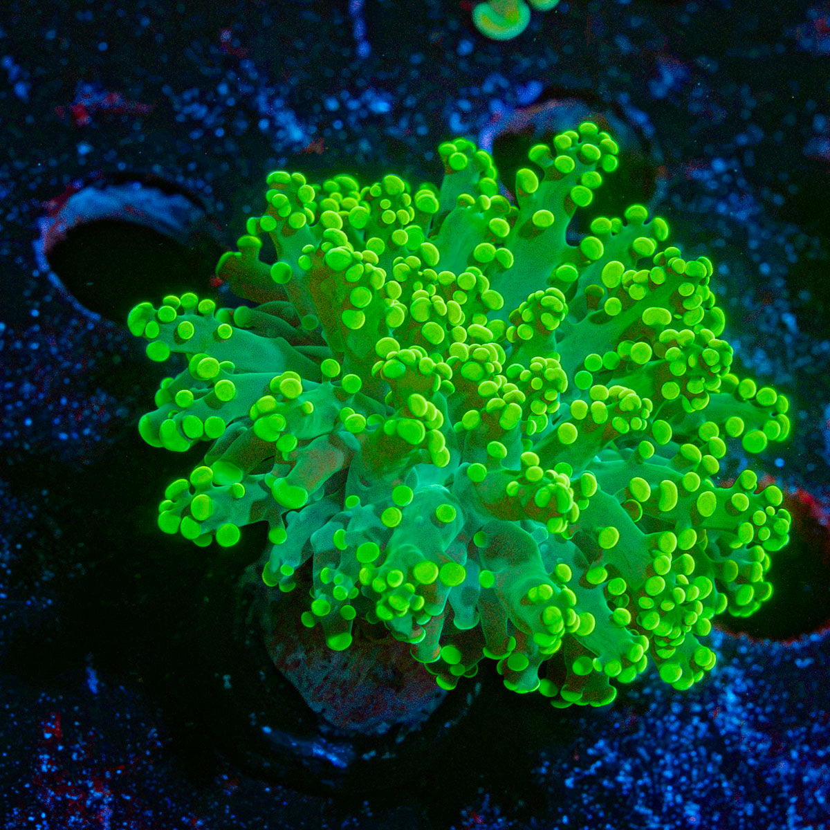 Neon Green FrogSpawn Euphyllia Coral with branching fleshy heads in reef aquarium