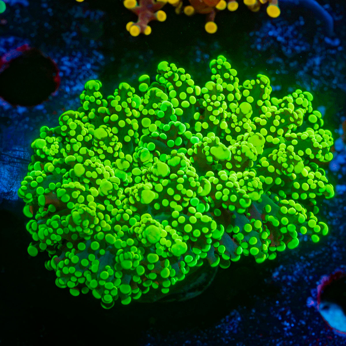 Neon Green Octospawn Euphyllia Coral with flowing tentacles in reef aquarium