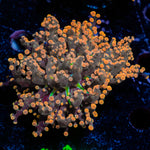 Peach FrogSpawn Coral with branching fleshy heads in reef aquarium