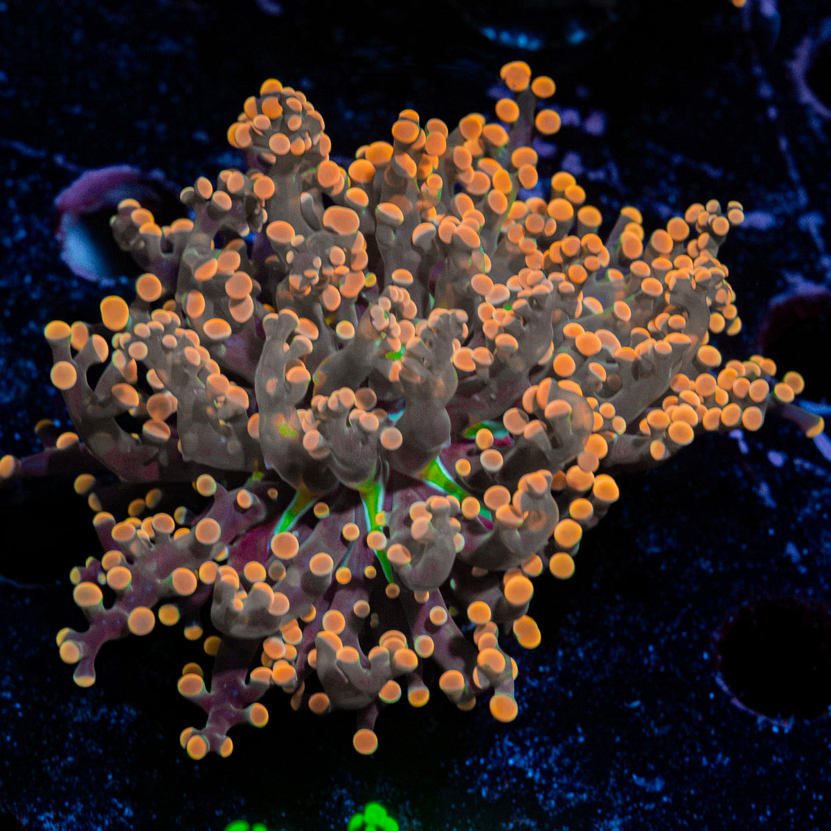 Peach FrogSpawn Coral with branching fleshy heads in reef aquarium