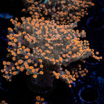 Peach FrogSpawn Coral with branching fleshy heads in reef aquarium