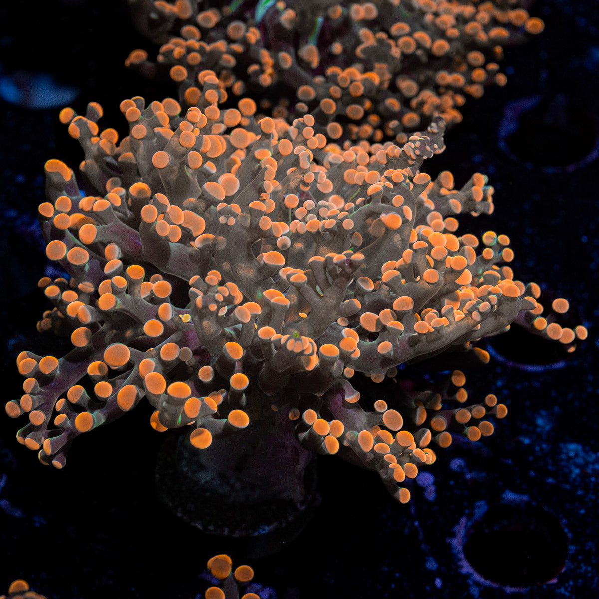 Peach FrogSpawn Coral with branching fleshy heads in reef aquarium