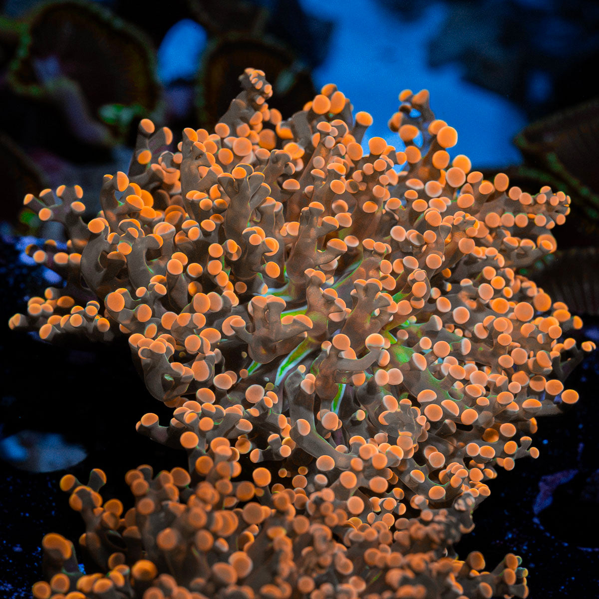 Peach FrogSpawn Coral with branching fleshy heads in reef aquarium