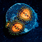 piranha plants zoanthid 