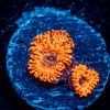 utter chaos zoanthid 