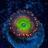 Candy apple Red zoanthid 