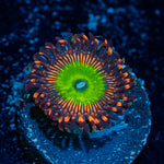 Candy apple Red zoanthid 