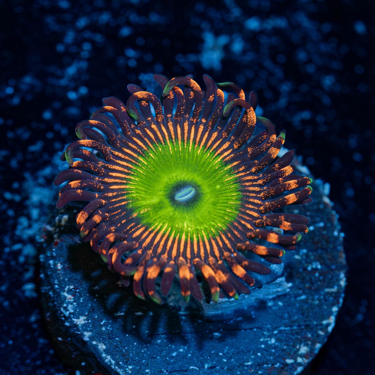 Candy apple Red zoanthid 
