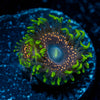 psychosis Zoanthid