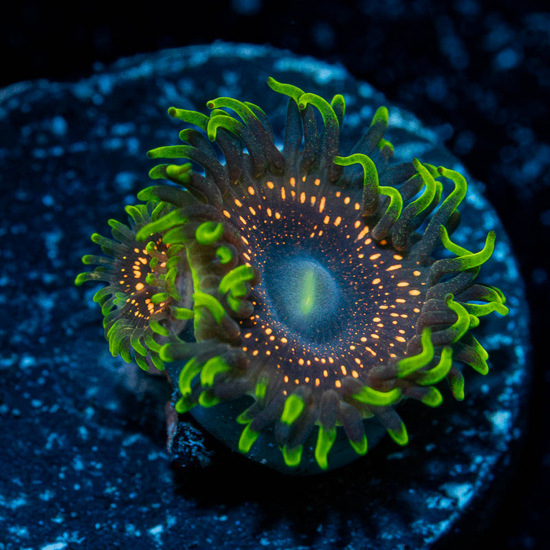 psychosis Zoanthid