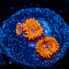 Utter Chaos zoanthid 