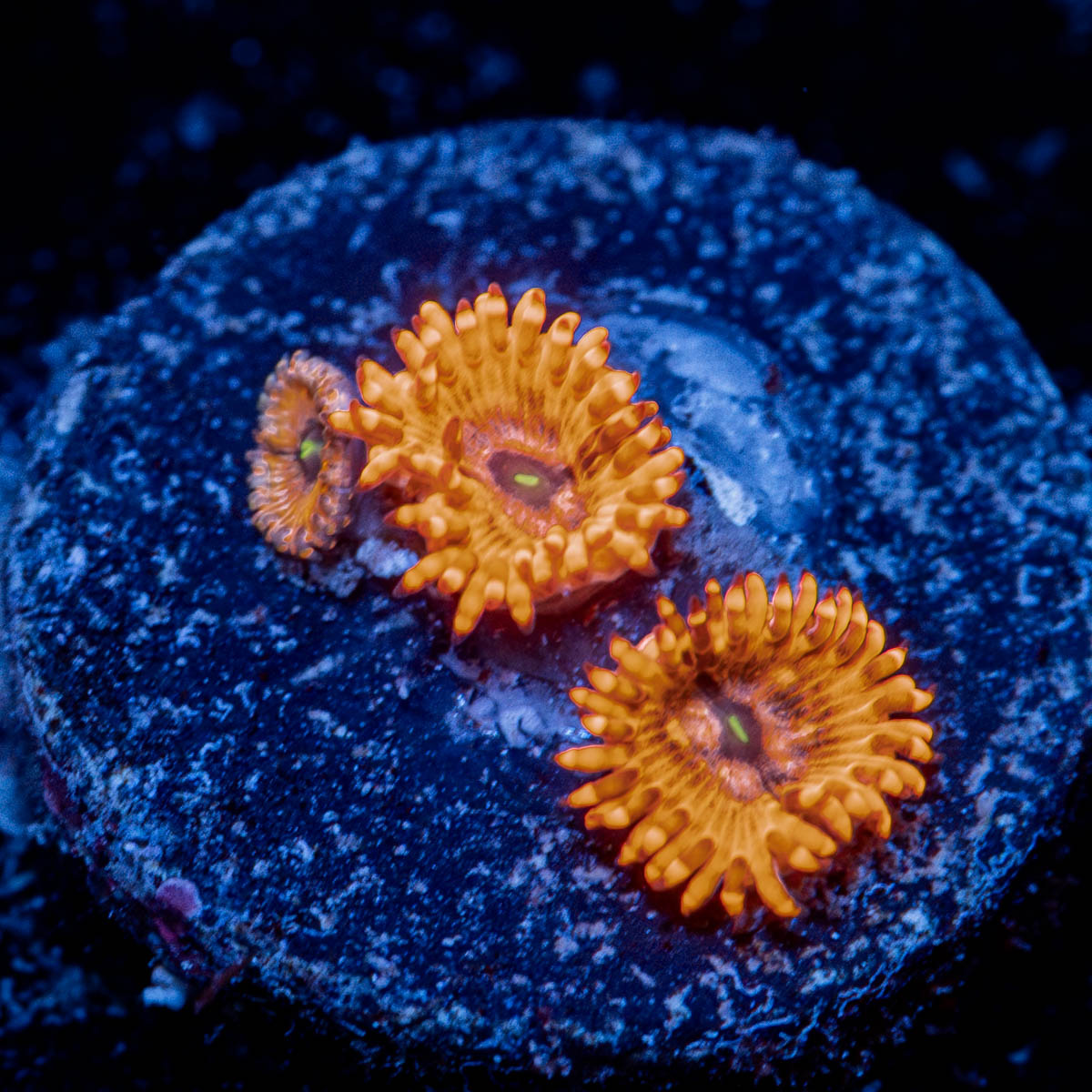 Utter Chaos zoanthid 