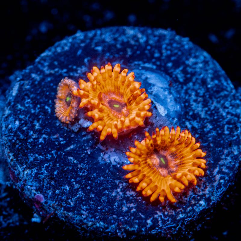 Utter Chaos zoanthid