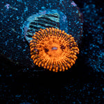 Darth maul zoanthid 