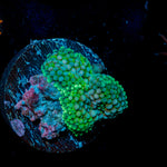 Green Ricordea Mushroom Coral with mushroom disc in reef aquarium