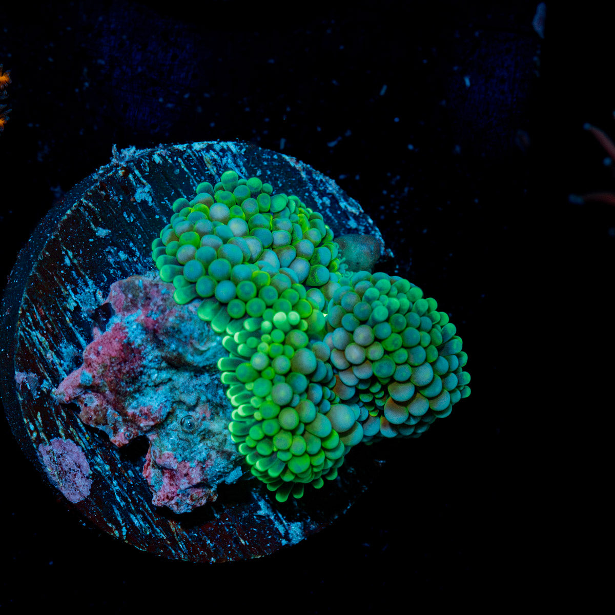 Green Ricordea Mushroom Coral with mushroom disc in reef aquarium