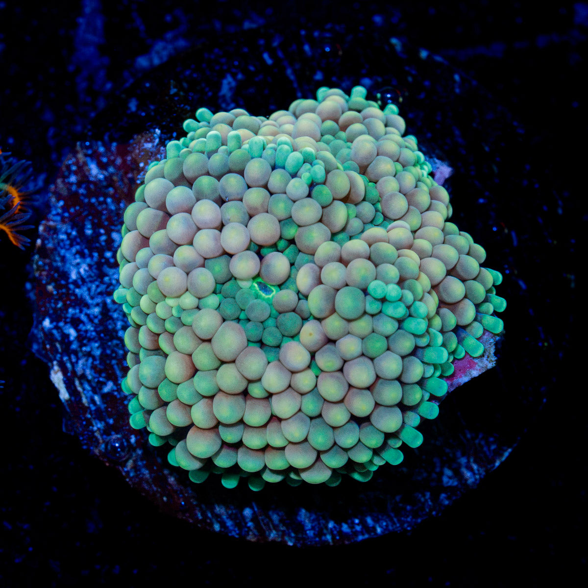 Ricordea Mushroom Coral with mushroom disc in reef aquarium