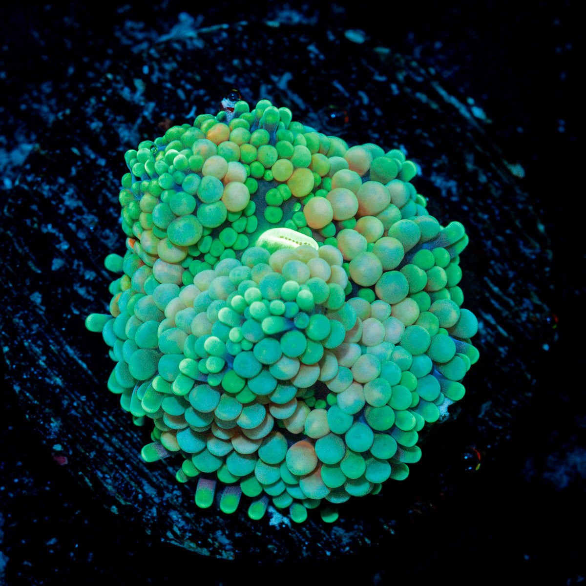 Green Ricordea Mushroom Coral with mushroom disc in reef aquarium