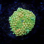 Green Ricordea Mushroom Coral with mushroom disc in reef aquarium