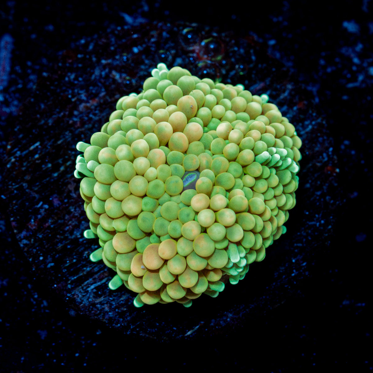 Green Ricordea Mushroom Coral with mushroom disc in reef aquarium