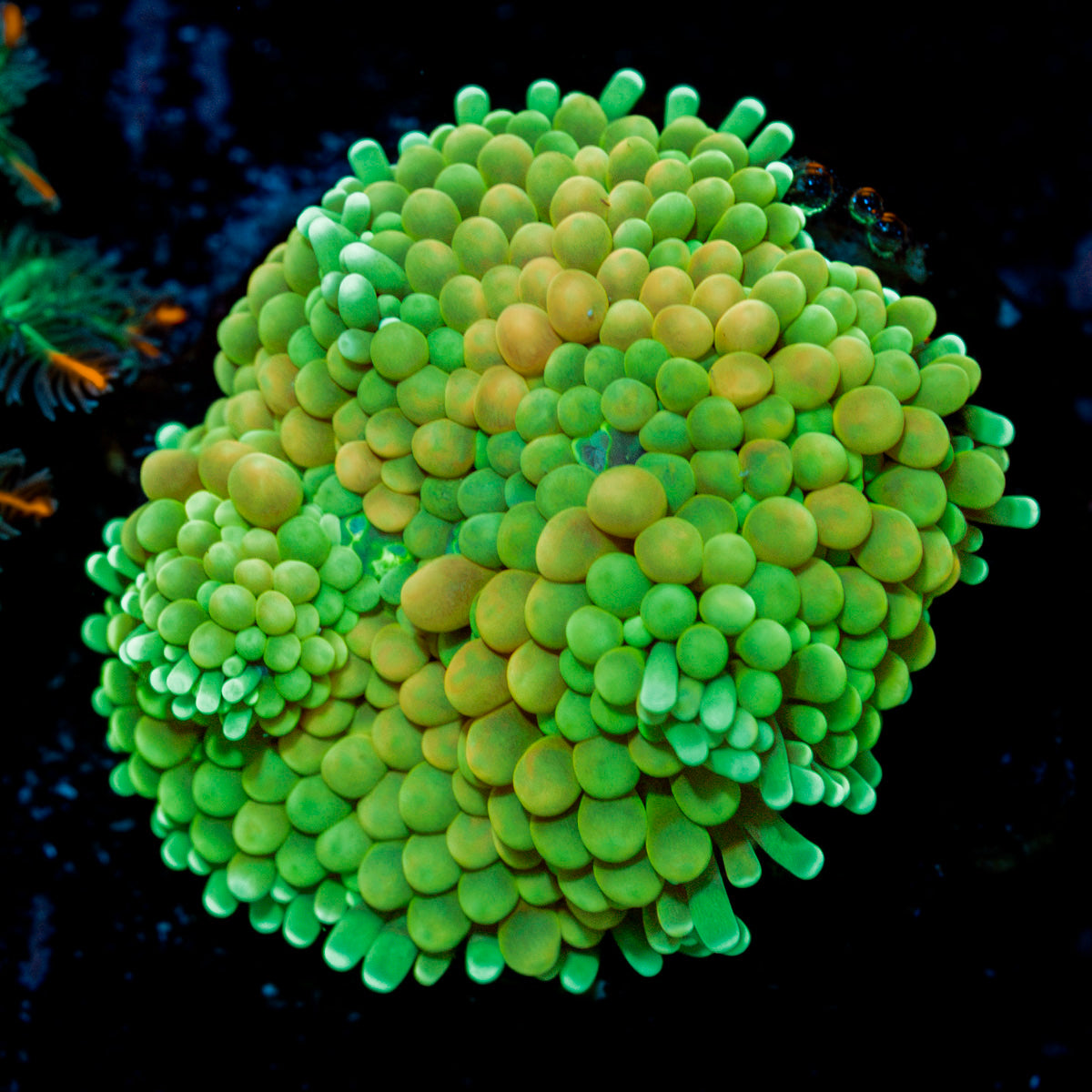 Green Ricordea Mushroom Coral with mushroom disc in reef aquarium