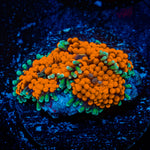 Orange Ricordea Mushroom Coral with mushroom disc in reef aquarium