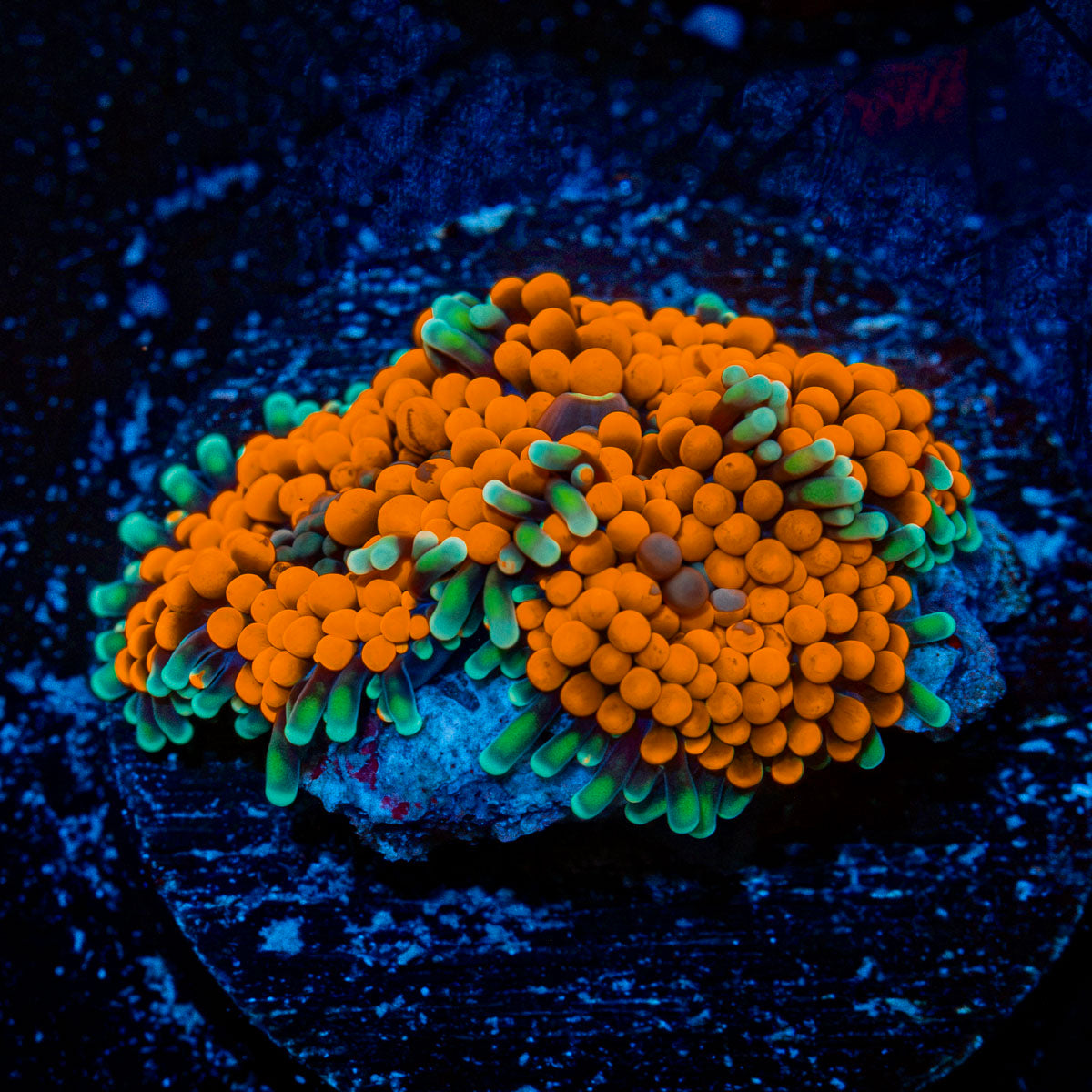Orange Ricordea Mushroom Coral with mushroom disc in reef aquarium