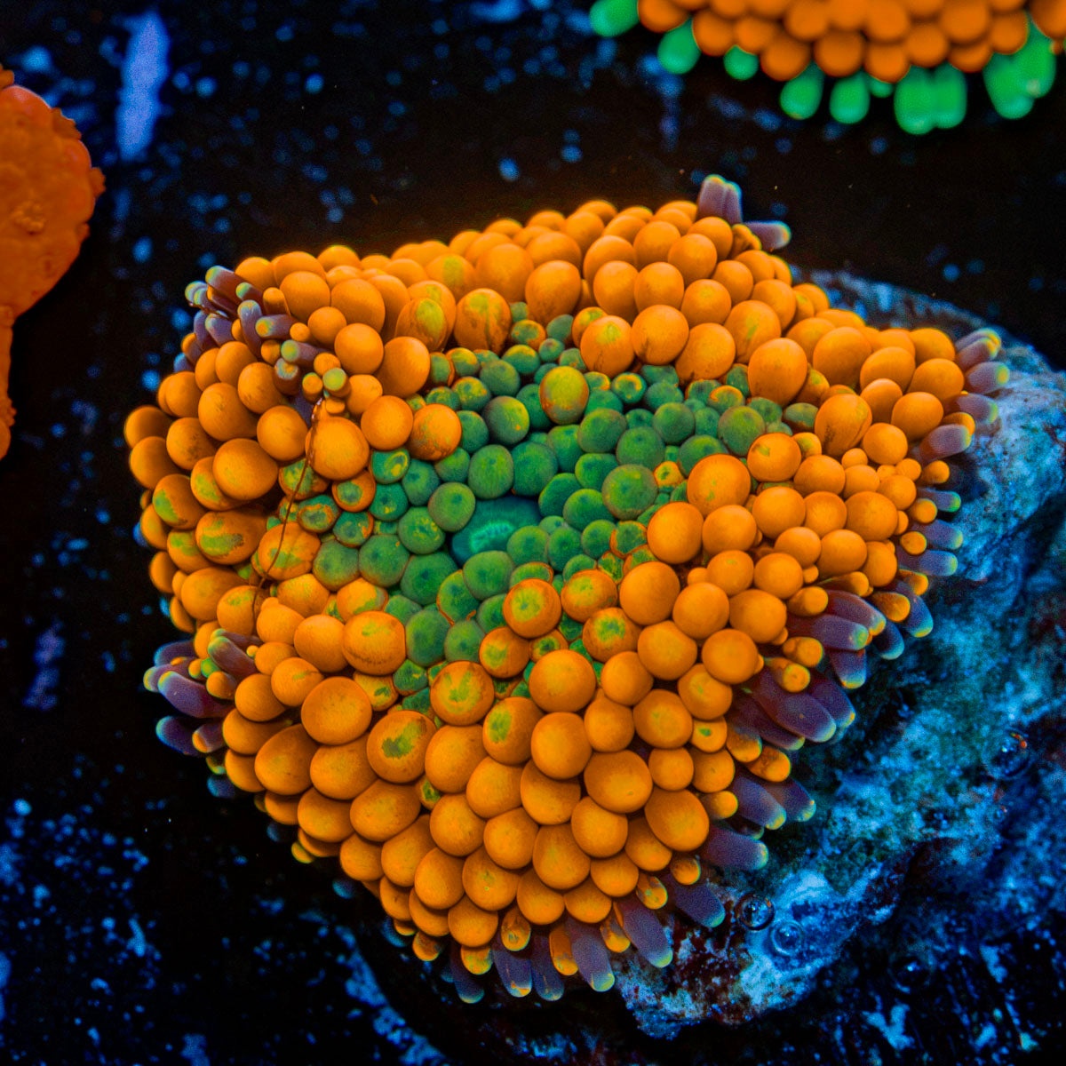 Orange Ricordea Mushroom Coral with mushroom disc in reef aquarium